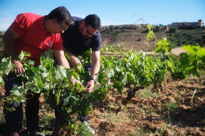 Dominio de Atauta logra por quinto año estar entre las 20 mejores bodegas de Ribera del Duero según Tim Atkin