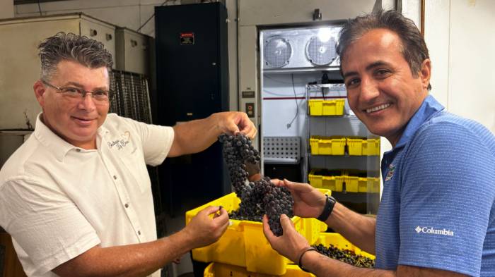 Florida Researchers Harvest First Wine Grapes Resistant to Pierce’s Disease, Paving Way for $15 Billion Industry Shift