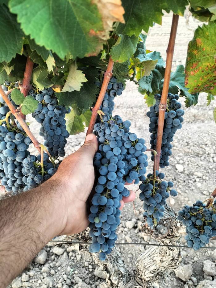 La vendimia de Alicante crece un 4 por ciento y alcanza los 15,1 millones de kilos de uva