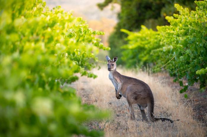 Global Wine Production Set to Rise 3 Percent in 2025 but Remains 7 Percent Below Five-Year Average
