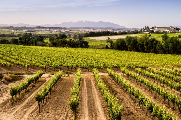 El Cava representa el 75 por ciento del vino elaborado en Cataluña y será 100 por ciento ecológico en su gama superior