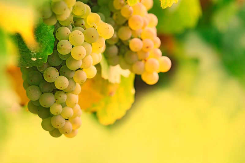 Galicia registra la tercera vendimia más grande de su historia con 76 millones de kilos