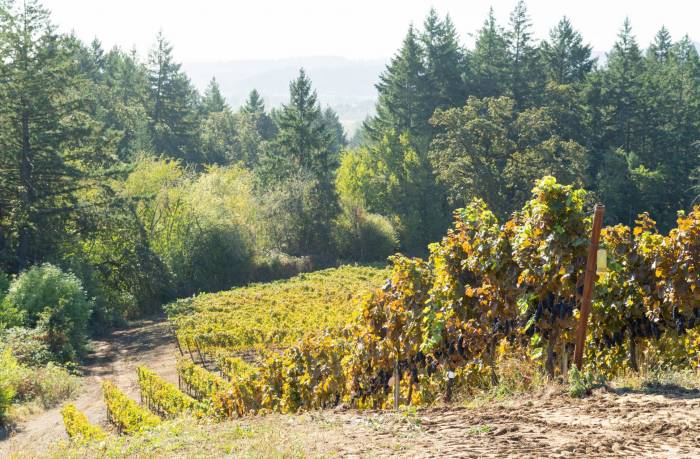 Willamette Valley Harvests Now Up to Three Weeks Earlier as Warming Threatens Pinot Noir Dominance