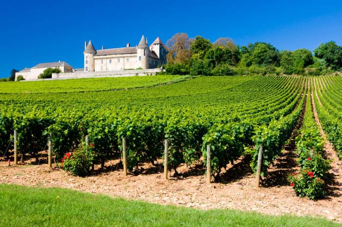 France Pulls 25 Copper-Based Vineyard Products, Distributors Warn of Price Hikes and Limited Alternatives