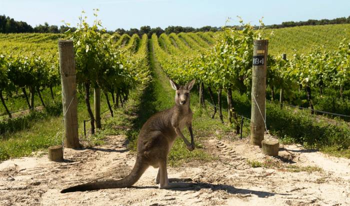 Machine Learning Models Explain Up to 80% of Vineyard Costs in Australian Wine Industry Study