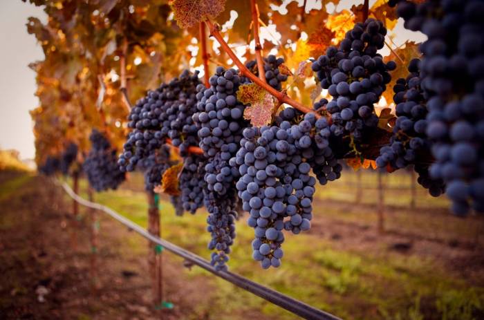 Cabernet Sauvignon Vines Retain 400-Year-Old Epigenetic Signatures, UC Davis Study Finds