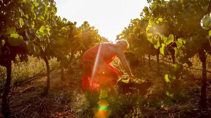 IWCA Gold Membership Doubles as 3.5% of Global Wine Production Commits to Climate Action