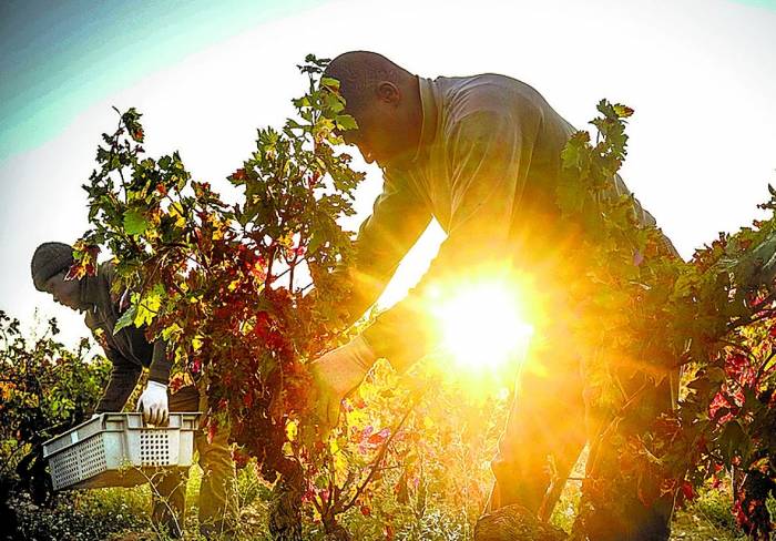 South Australian Grapegrowers Offered $40 per Hectare to Rest Vineyards Amid Industry Downturn