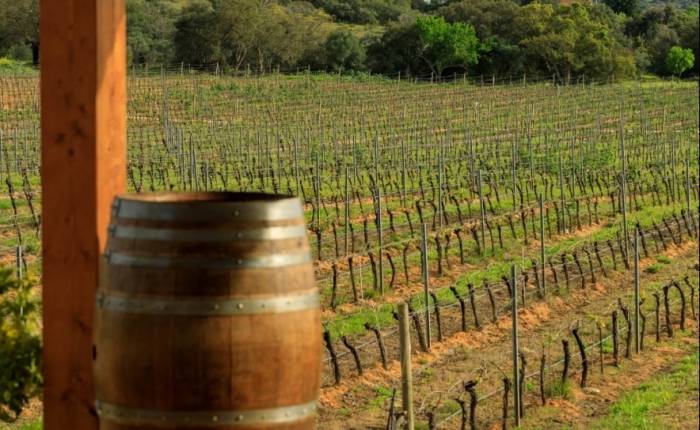 Algarve Wine Producers Double to 60 as Region Sheds Poor Reputation and Hits Two Million Liter Record