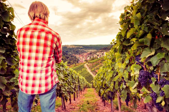 U.S. Vineyard Valuations Plunge as Industry Faces Prolonged Downturn Until at Least 2027
