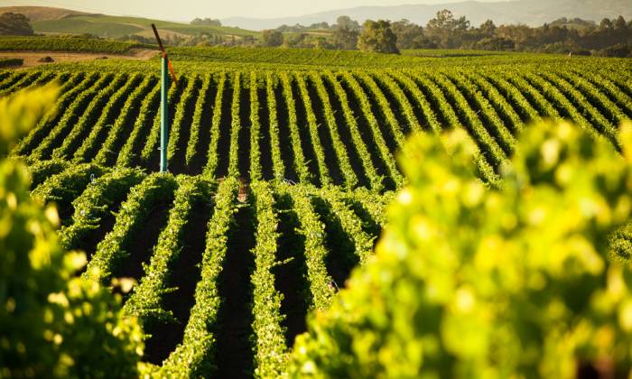 Livermore Wine District Sees 24% Marketing Hike but 9% Drop in Revenue as WID Model Faces Scrutiny