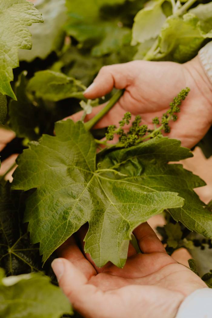 Coviñas obtiene el certificado JAS y refuerza su acceso al mercado ecológico japonés