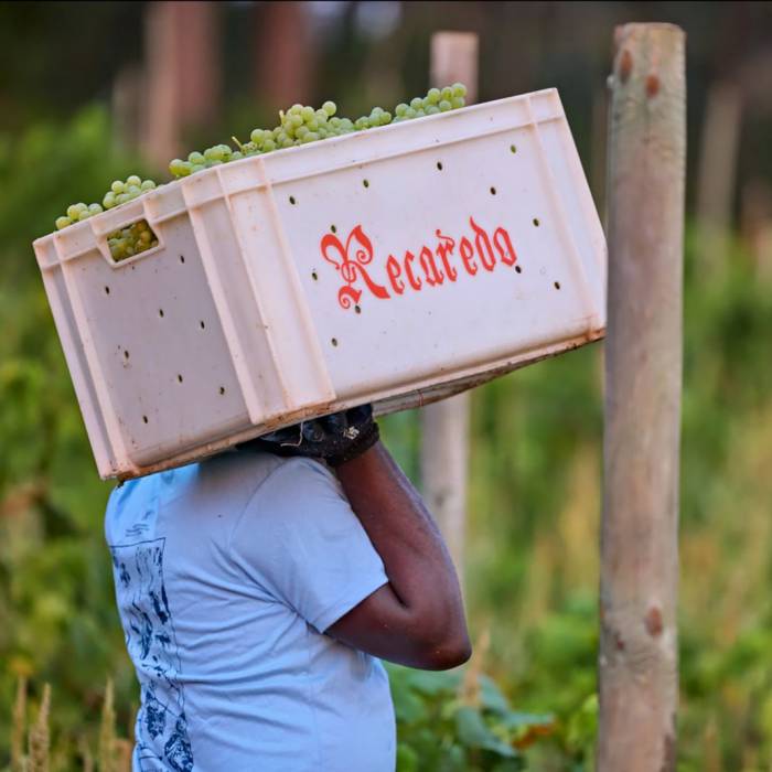 El 90 por ciento de los viñedos de Recaredo se recupera tras cuatro años de sequía en Sant Sadurní d’Anoia