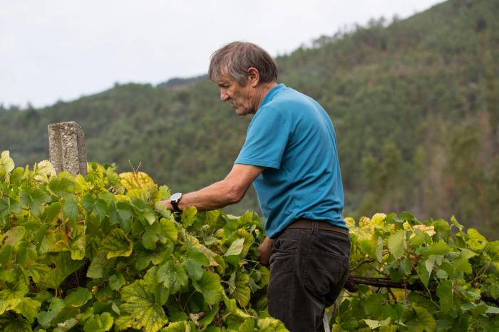 Austrian Study Finds Millennials Will Pay 15 Percent More for Socially Sustainable Wine