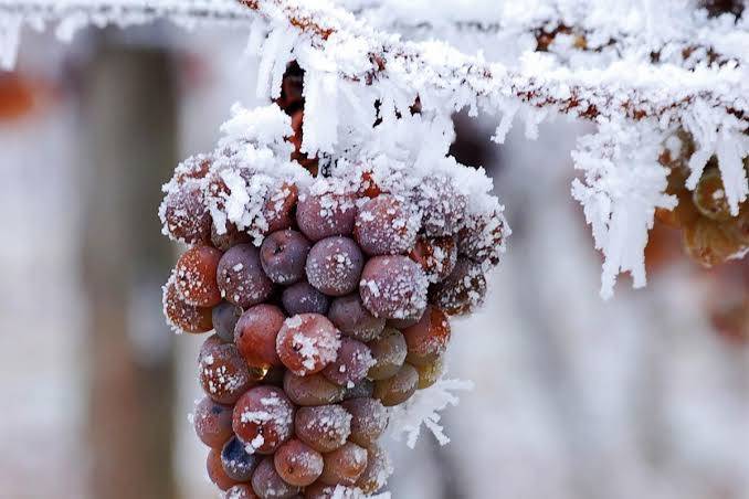 Earliest Ice Wine Harvest in Years as Temperatures Hit Minus 8°C in Rheinhessen