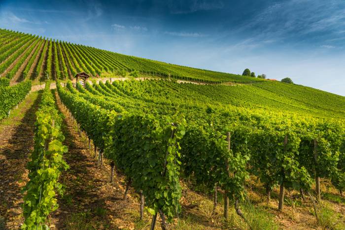 Seventeen Innovations Win SITEVI 2025 Awards as Industry Focuses on Climate Resilience and Technology