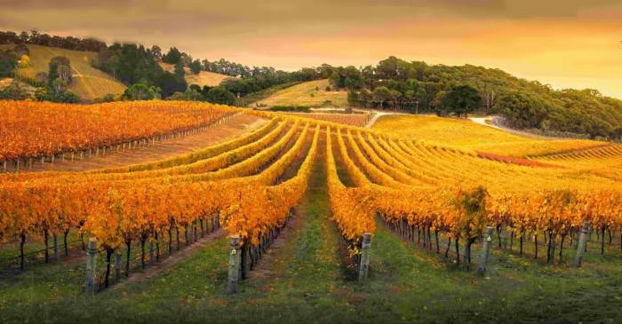 Riverland Grape Prices Plunge to $80 Per Tonne, Far Below $350 Production Cost