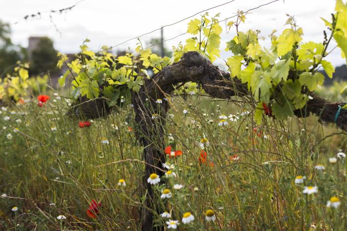 Wine Industry Unites Across 10 Countries to Set Global Standard for Soil Carbon Sequestration