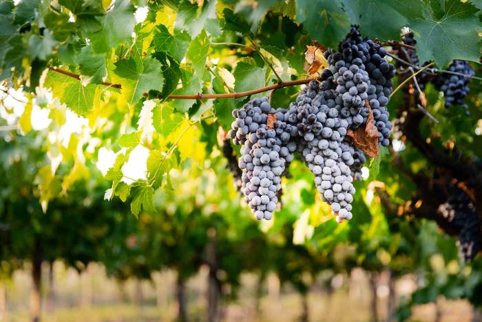 European Wine Output to Rise 1% in 2025 but Remains 7.5% Below Five-Year Average