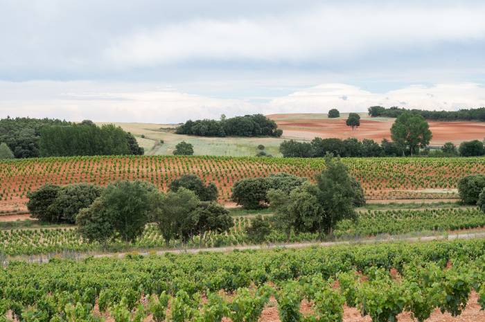 Dominio D’Echauz conserva más de 16.000 biotipos de vid y gana el premio internacional a la mejor iniciativa ambiental