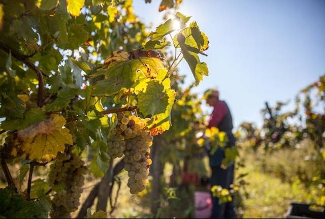 La producción de vino en Europa cae a 150 millones de hectolitros y agrava la crisis del sector