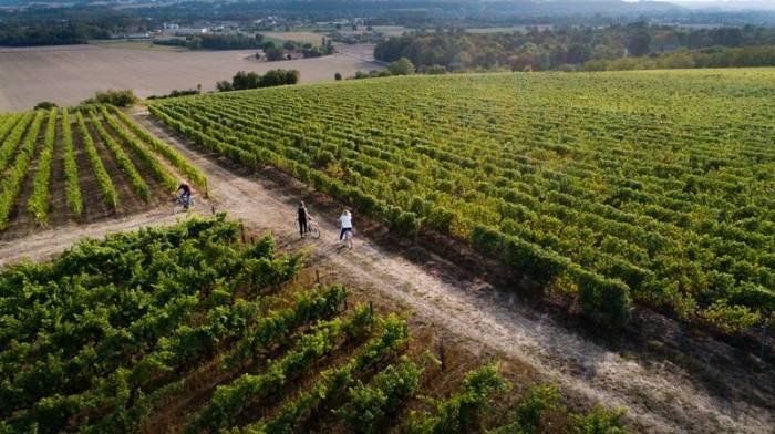 Jasnières and Fiefs Vendéens See 627 Hectares of Vineyards Draw New Wave of Wine Tourists