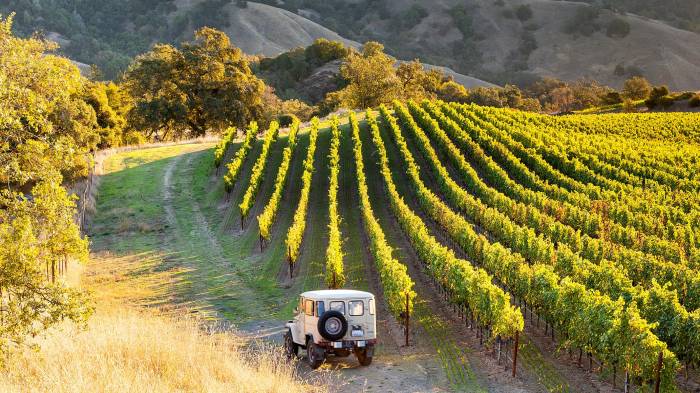 Sonoma County’s 2025 Winegrape Harvest Yields Largest, Most Uniform Crop in Recent Years