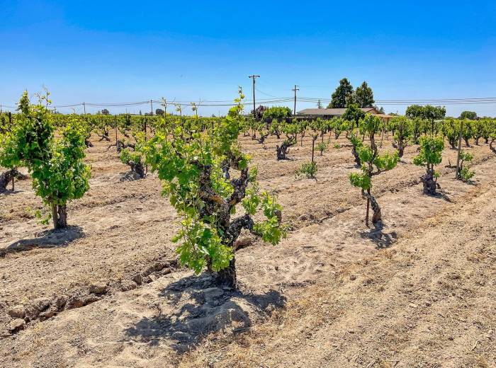 California’s Century-Old Vineyards at Risk as 75% of Consumers Unaware of Their Value