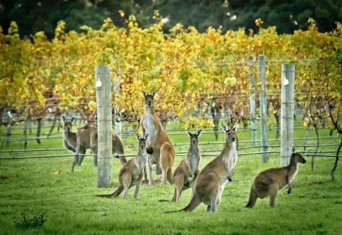 Australian Wine Exports Surge 30% in 2024 as China Reopens, Reaching $2.67 Billion