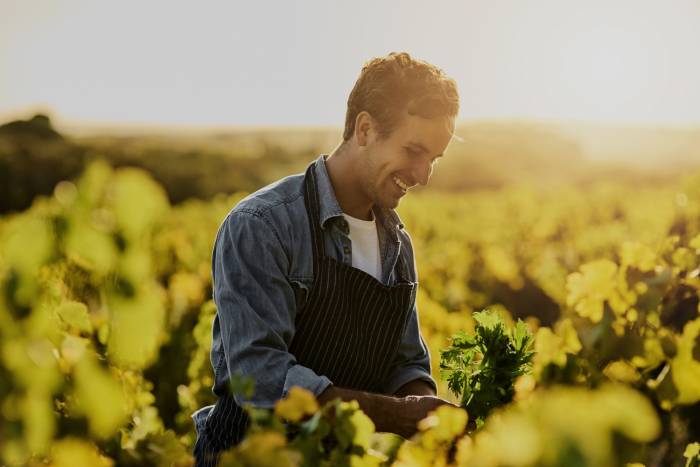 El Parlamento Europeo aprueba el Paquete Vino y eleva al 30% los fondos para gestionar crisis en el sector