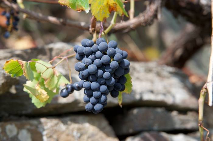 La vendimia en Ribeira Sacra supera los cuatro millones de kilos de uva recogidos hasta finales de septiembre