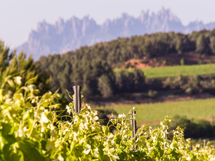 Veintidós bodegas de cava abren sus puertas al público en la festividad del Pilar