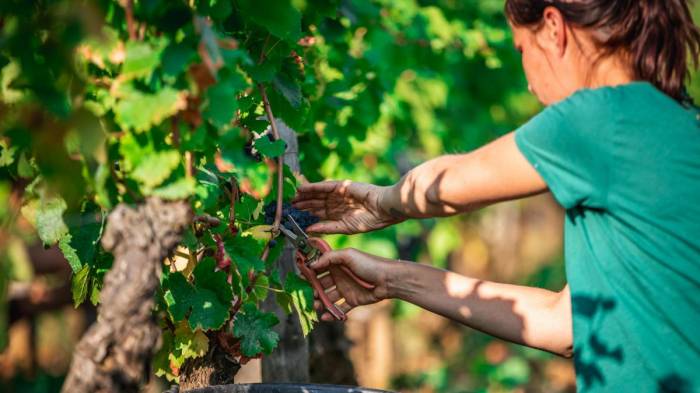 French Wine Output Set for Sharp Decline in 2025 Amid Heat and Drought