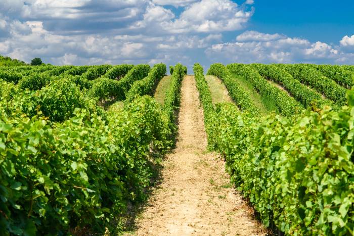 El viñedo ecológico ya ocupa 164.860 hectáreas en España y representa el 19,4% de los cultivos ecológicos