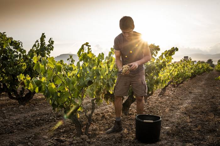 CORPINNAT crece un 58% y paga la uva a 1,10 euros el kilo tras una vendimia récord en el Penedés