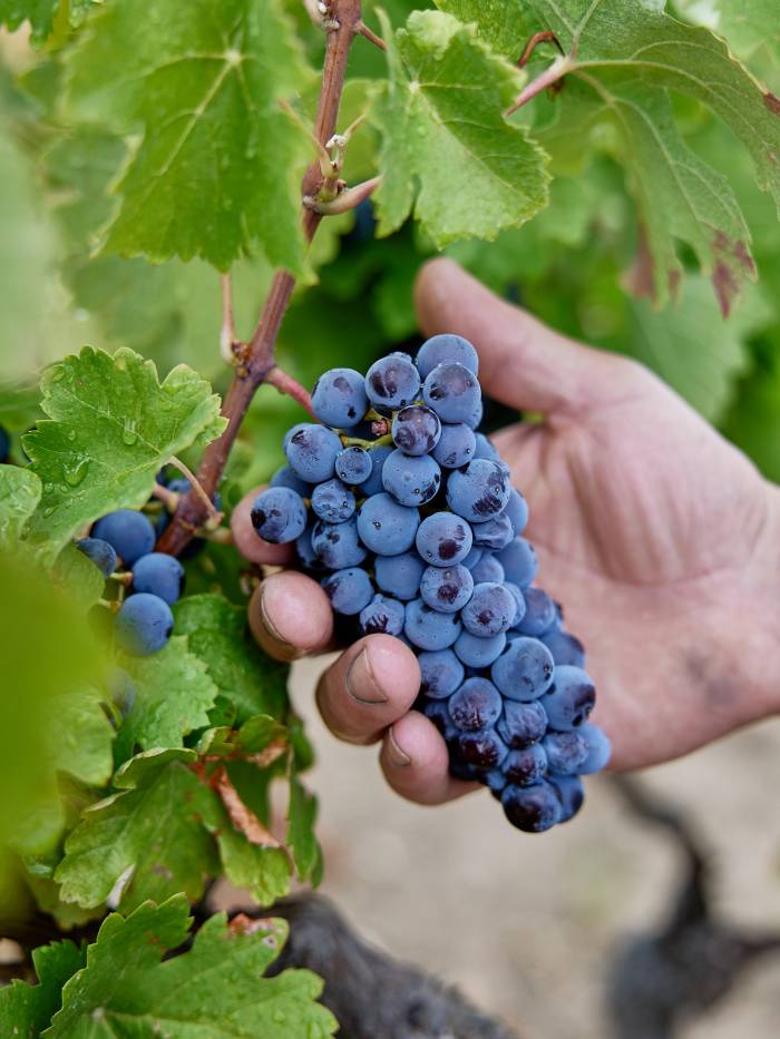 La DOP Sierra de Salamanca recoge 190.085 kilos de uva con un 57,9 % de rufete en una vendimia prolongada