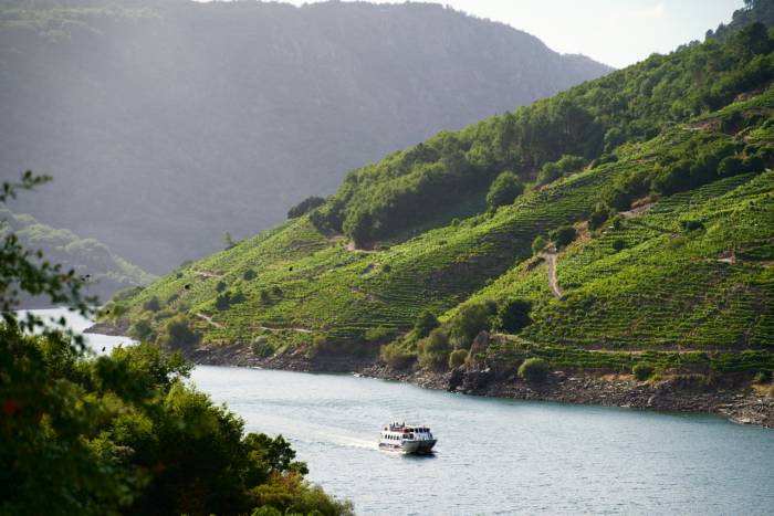 La Ribeira Sacra recoge 4,6 millones de kilos de uva en una vendimia marcada por la Mencía