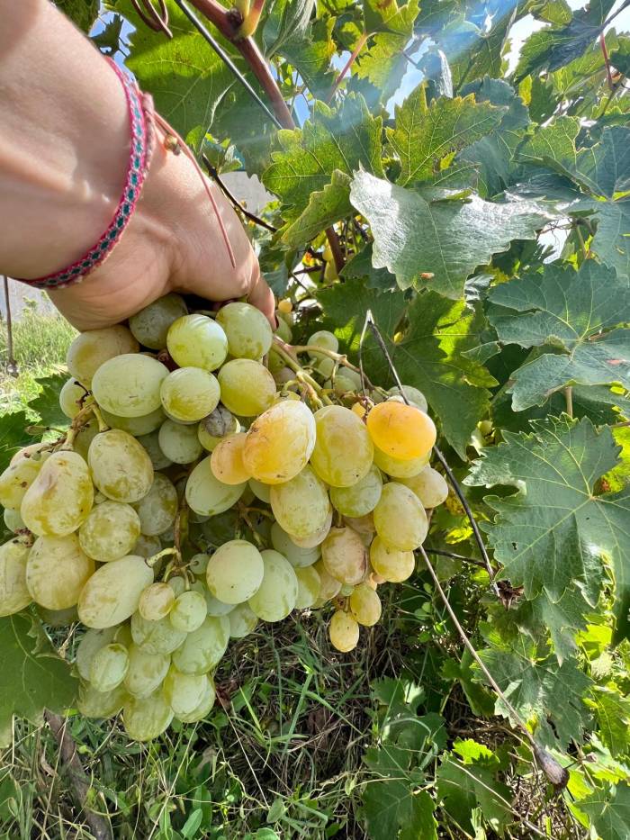 Castilla y León ensaya por primera vez uvas premium en una región con solo 17 toneladas de producción anual