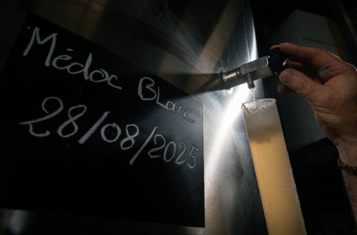 Médoc Region Launches First Official White Wine Appellation, 70 Producers to Join in 2025