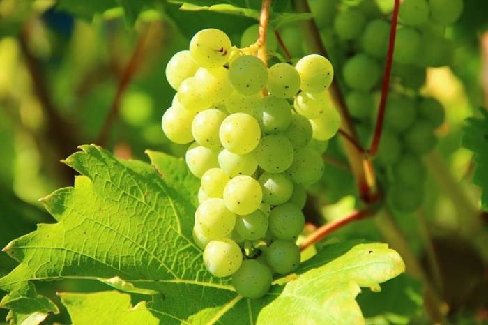 German Wine Harvest Falls 10 Percent Below Decade Average After September Rains