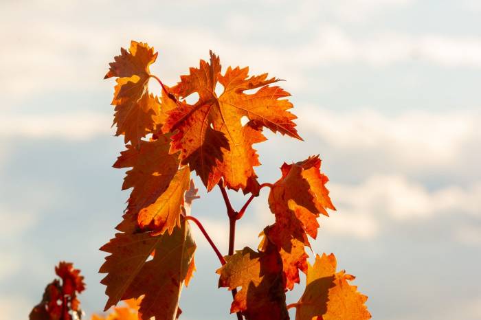 La vendimia de 2025 en Bodegas Figuero concluye con uvas de alta calidad tras un adelanto en la cosecha