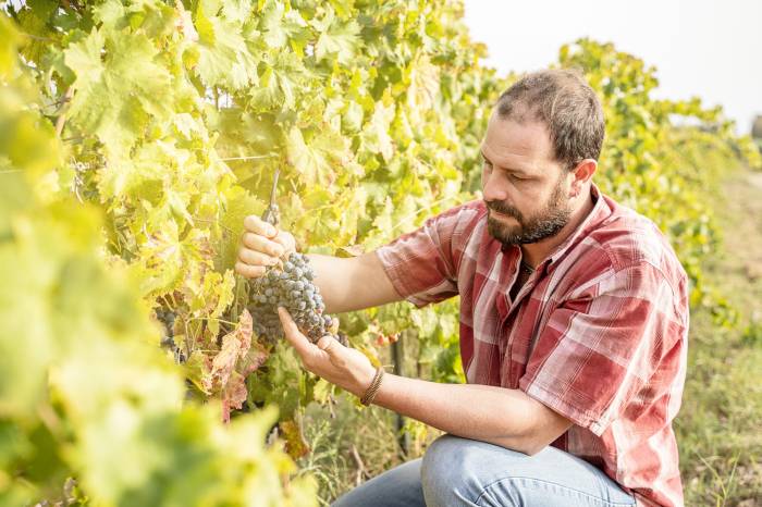 Seminario en línea aborda soluciones digitales para una viticultura sostenible