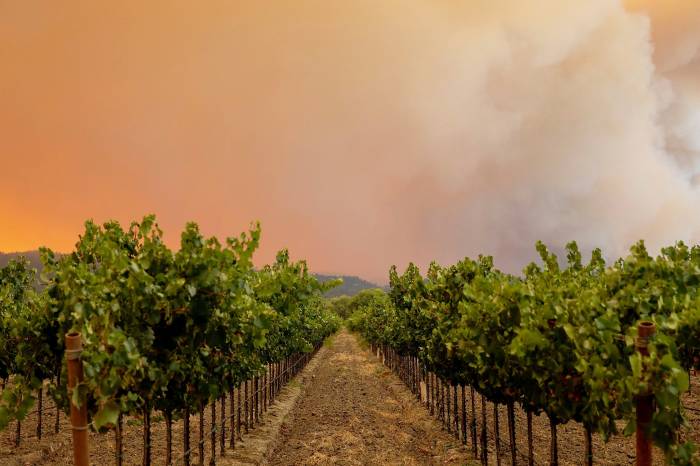 Bacteria on Grapevines Offer Hope Against Wildfire Smoke Damage in Wine