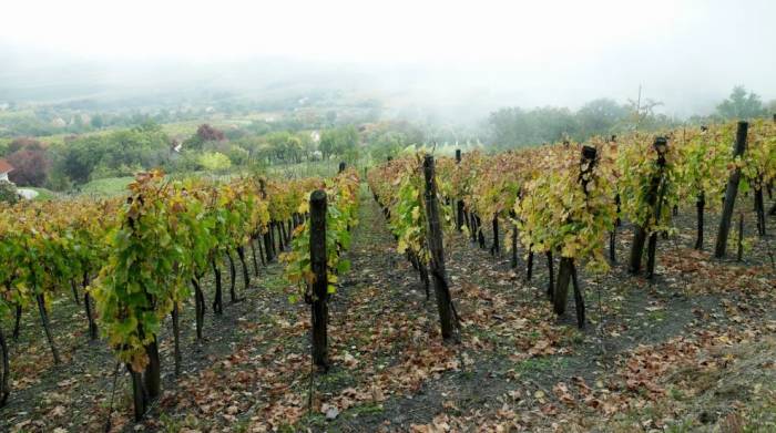 Flavescence Dorée Threatens Hungary’s Tokaj Vineyards, Endangering 270 Million-Liter Wine Industry
