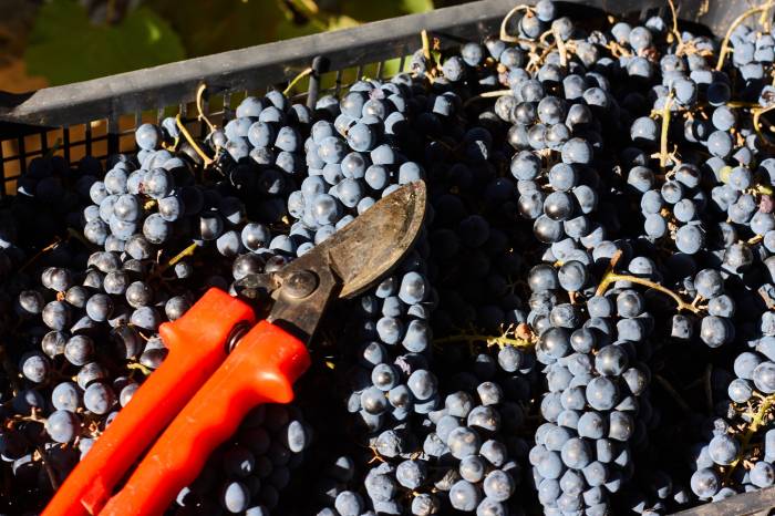 La vendimia de 2025 cae a mínimos del siglo con solo 31 millones de hectolitros en España