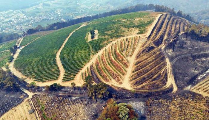 Valdeorras ofrece curso gratuito de poda para recuperar viñedos dañados por incendios este verano