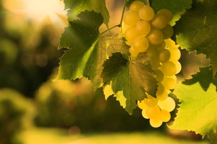 Rías Baixas logra una vendimia récord con 47,5 millones de kilos de uva, un 12,7% más que en 2024