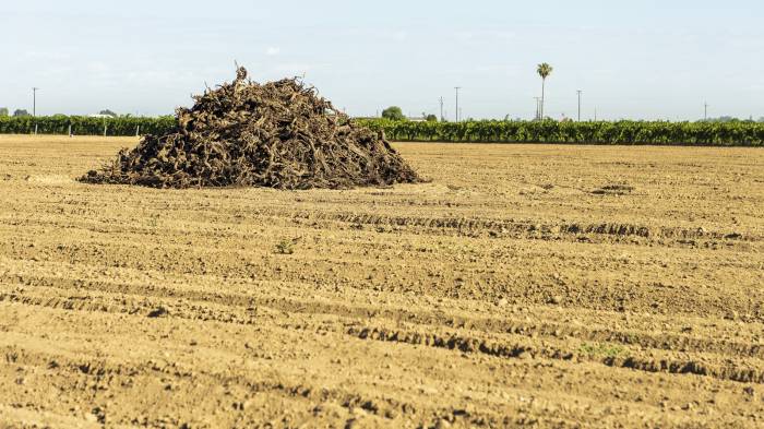 California Wine Industry Faces 9.1% Sales Drop as Tens of Thousands of Vineyard Acres Abandoned
