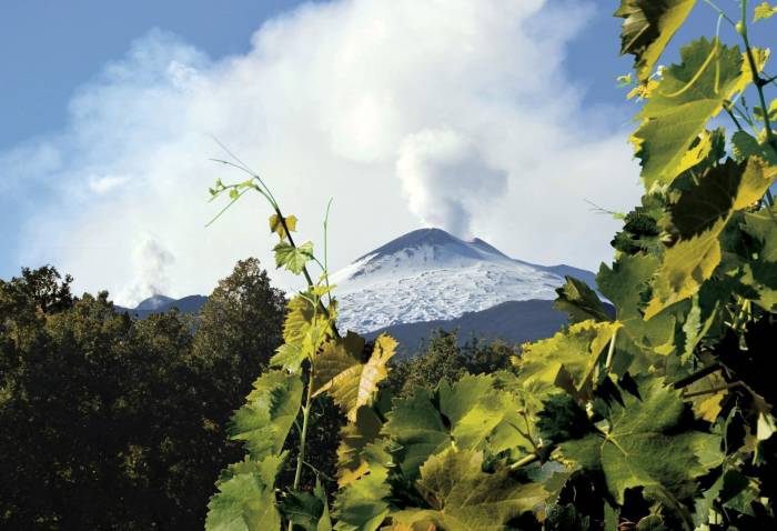 Etna DOC Wine Exports Surpass 70% of Production as U.S. Sales Defy Tariffs and Climate Challenges