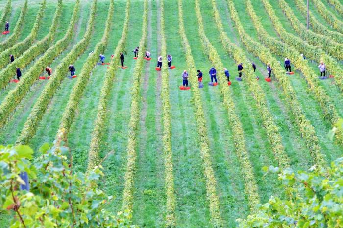 Burgundy Wine Exports Surge 5.6% in 2025 Despite Second Lowest Harvest in 15 Years